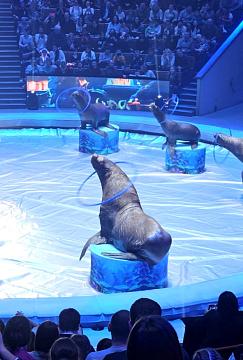 Новогодняя поездка в цирк — праздник для детей и взрослых!